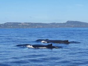 The Samaná Whale Watching & Cayo Levantado Experience