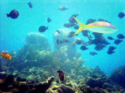 The Cayo Arena Excursion: Paradise Island Speedboat Tour  Schedules 26