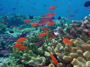 The Cayo Arena Excursion: Paradise Island Speedboat Tour  Schedules 29