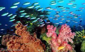 The Cayo Arena Excursion: Paradise Island Speedboat Tour  Schedules 13